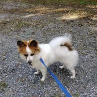 VCA Delmarva Animal Hospital ico