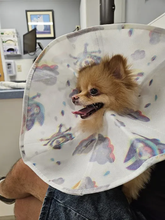 VCA Delmarva Animal Hospital Picture 4