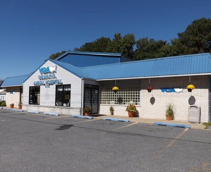 VCA Delmarva Animal Hospital Picture 10