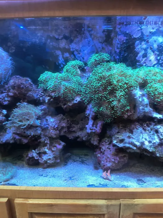 Aquatic Design Aquariums Picture 8