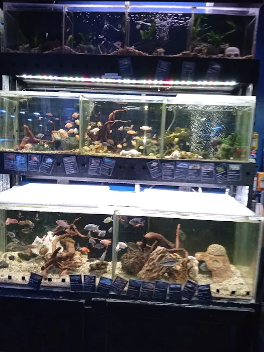 Aquatic Design Aquariums Picture 1