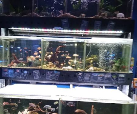 Aquatic Design Aquariums