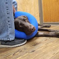 Berlin Animal Hospital ico