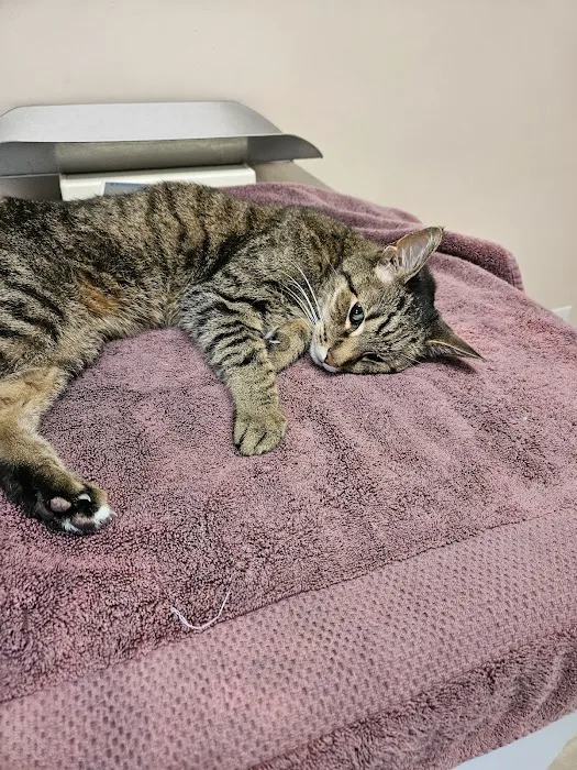 All Pets Veterinary Hospital Picture 8