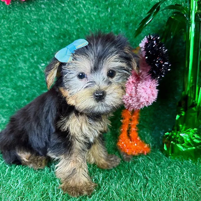 Puppy Dreams - Garland Picture 5