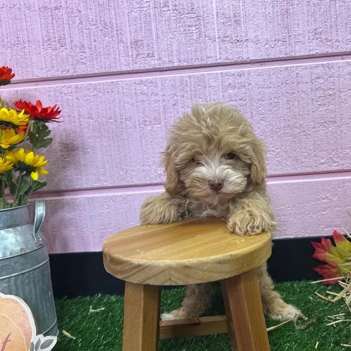Puppy Dreams - Garland Picture 2