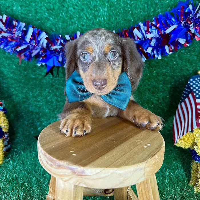 Puppy Dreams - Garland Picture 3