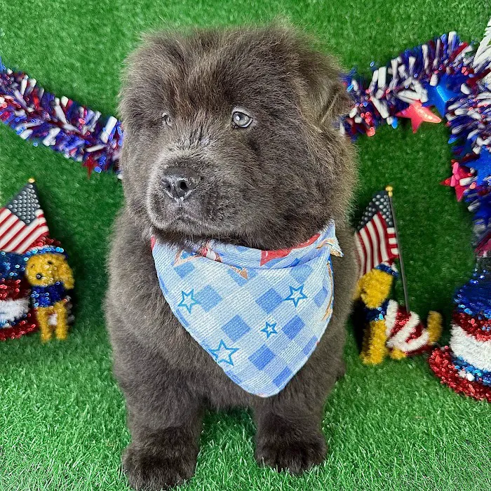 Puppy Dreams - Garland Picture 10