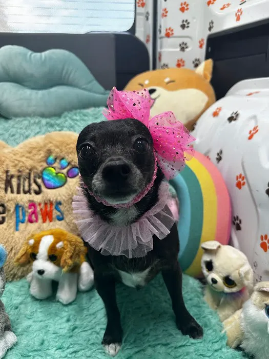 Safe Smile Pet Dental Picture 2