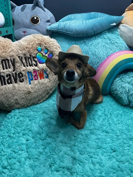 Safe Smile Pet Dental Picture 6