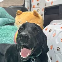 Safe Smile Pet Dental ico