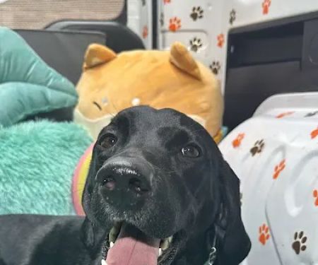 Safe Smile Pet Dental