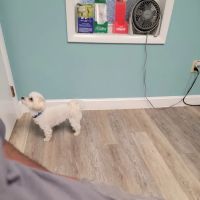 Layfield Veterinary Services Inc ico