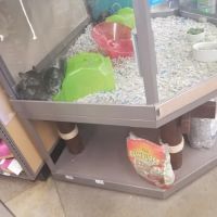 Petco ico