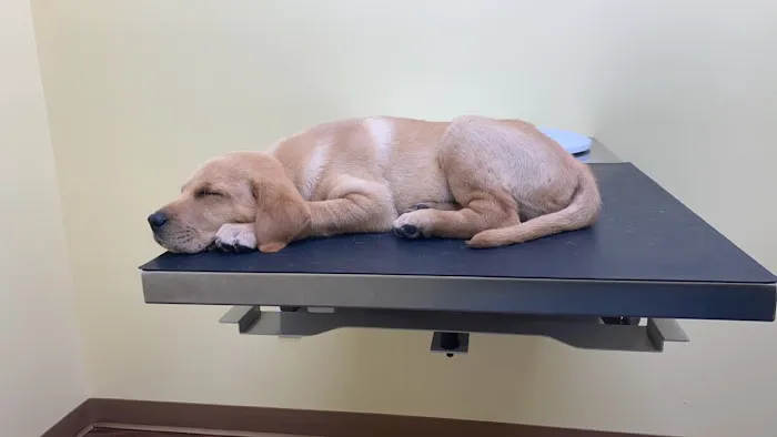Somerset Regional Animal Hospital Picture 1