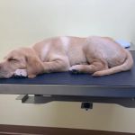 Somerset Regional Animal Hospital
