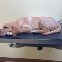 Somerset Regional Animal Hospital ico