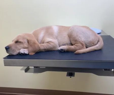 Somerset Regional Animal Hospital