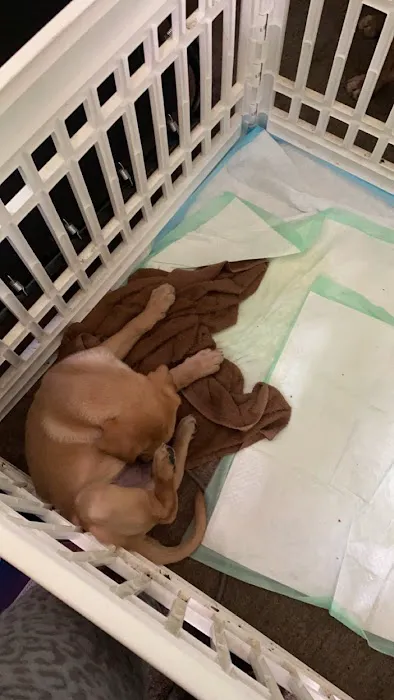 Somerset Regional Animal Hospital Picture 6