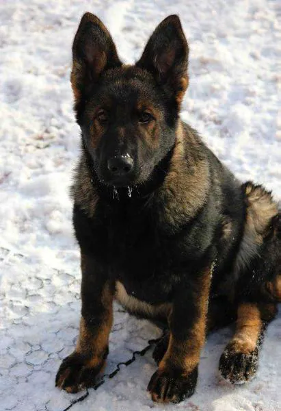 German Shepherd Dallas Picture 3