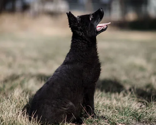 German Shepherd Dallas Picture 5