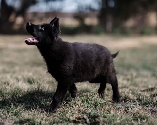 German Shepherd Dallas Picture 1