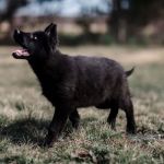 German Shepherd Dallas