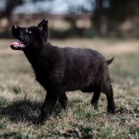 German Shepherd Dallas ico