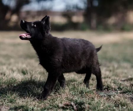 German Shepherd Dallas