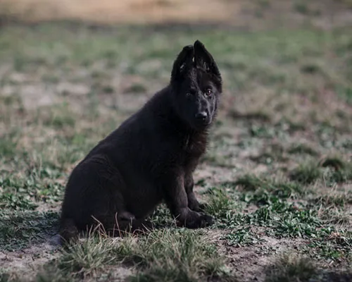 German Shepherd Dallas Picture 2