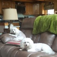 Four Springs Veterinary Clinic ico