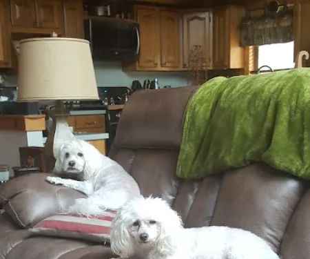 Four Springs Veterinary Clinic