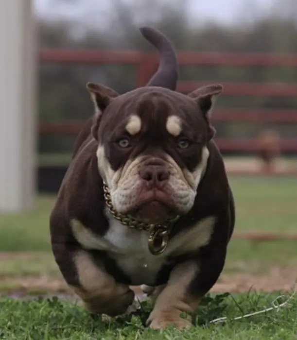 Lone Star Dogz Picture 3