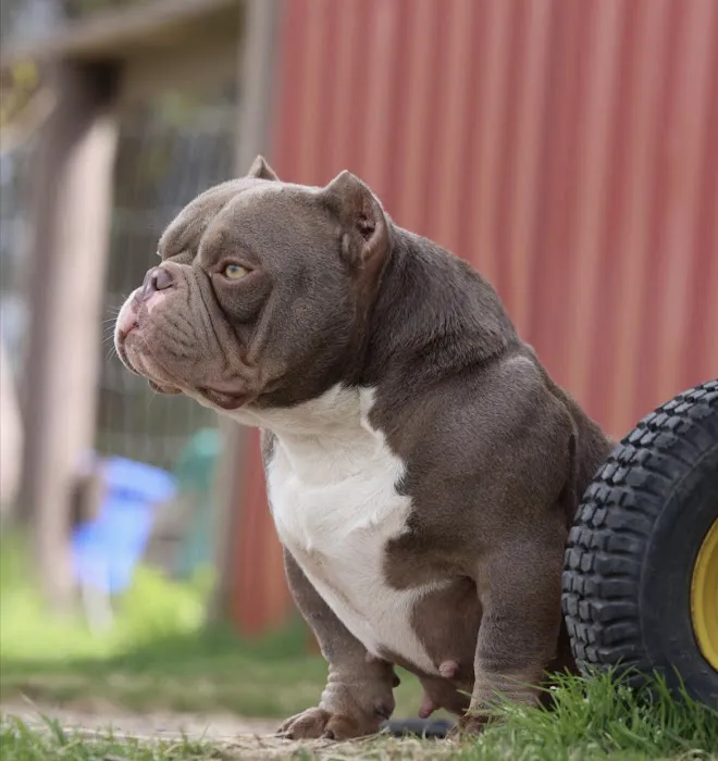Lone Star Dogz Picture 4