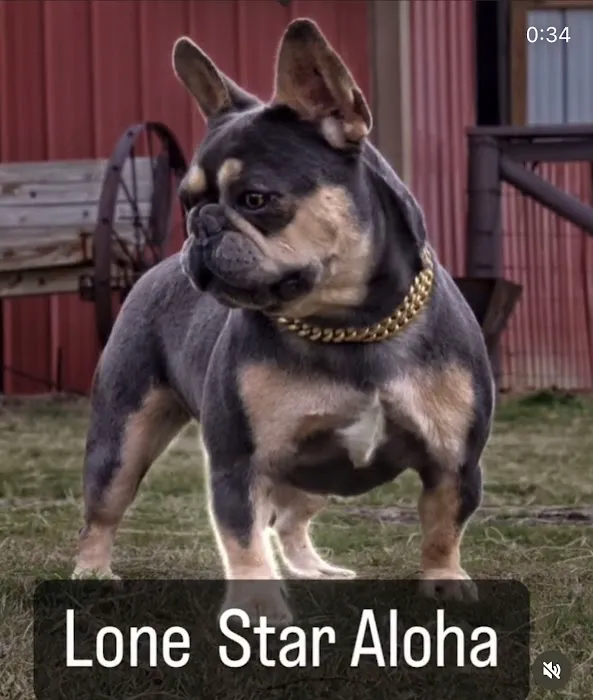 Lone Star Dogz Picture 5