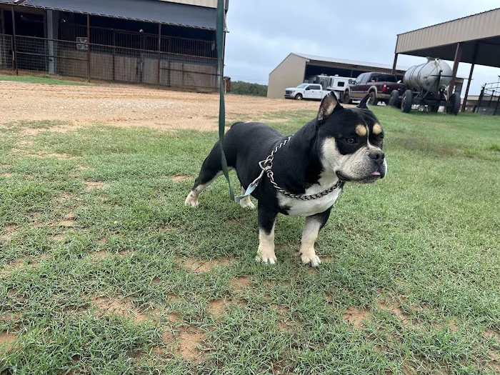 Lone Star Dogz Picture 1