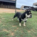 Lone Star Dogz