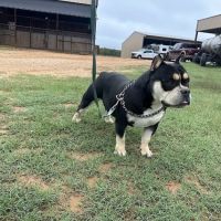 Lone Star Dogz ico