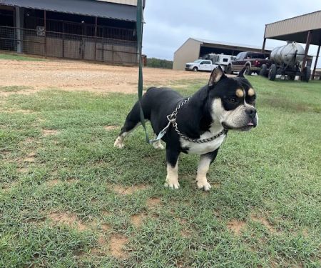 Lone Star Dogz