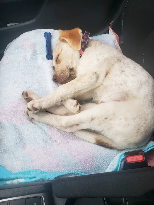 Pet Supplies Plus Weatherford Picture 8