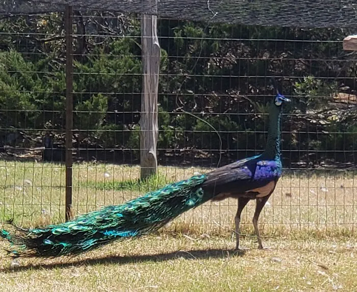 Texaspeafowl Picture 8
