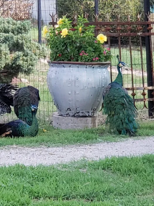 Texaspeafowl Picture 6