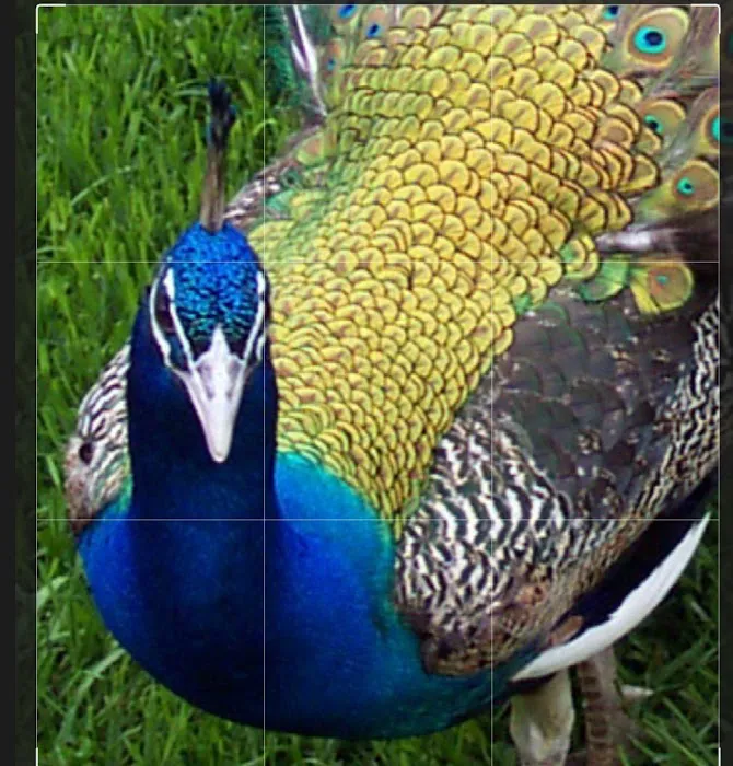Texaspeafowl Picture 2