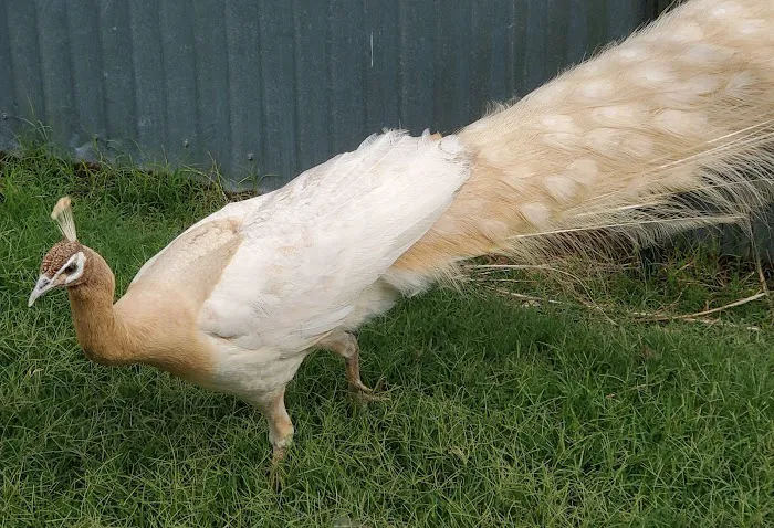 Texaspeafowl Picture 4