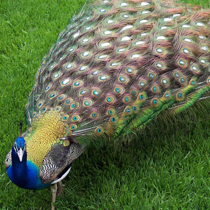 Texaspeafowl Picture 3