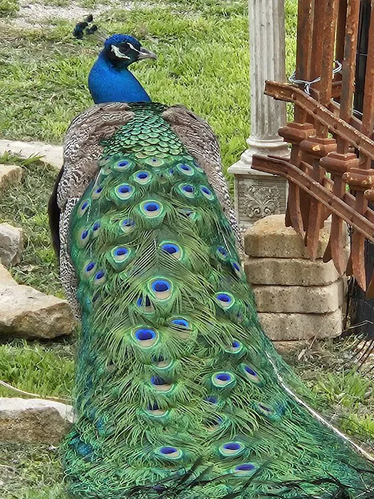 Texaspeafowl Picture 10