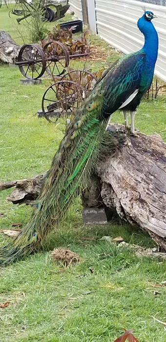 Texaspeafowl Picture 1