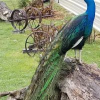 Texaspeafowl ico