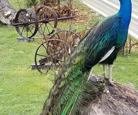 Texaspeafowl