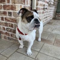 Hollywood Feed ico